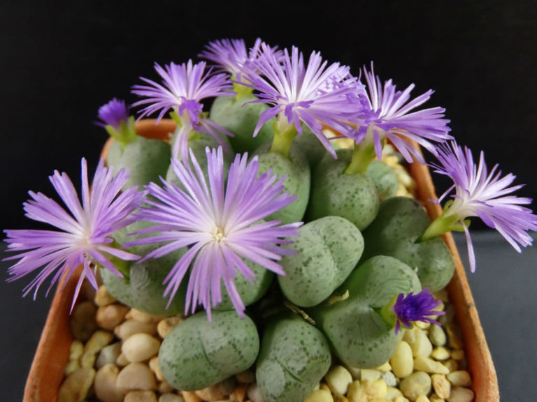 Conophytum ficiforme World of Succulents
