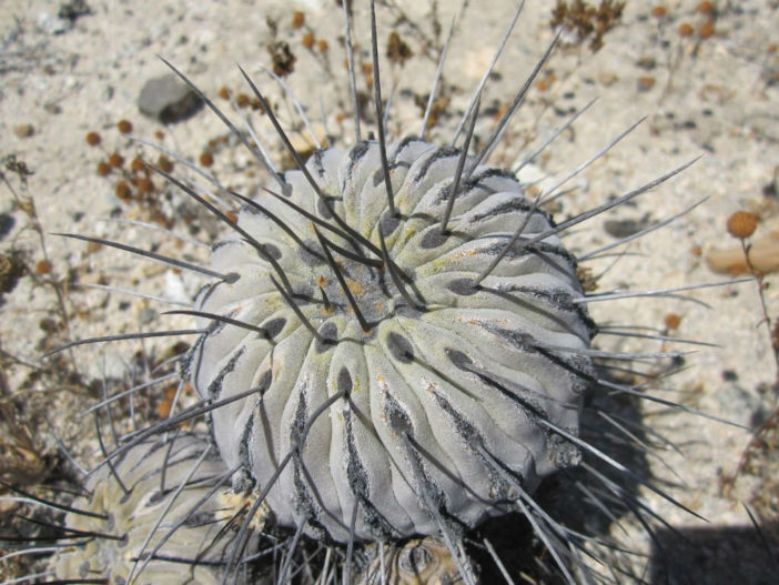 Copiapoa dealbata