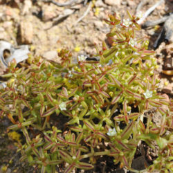 Crassula expansa - World of Succulents