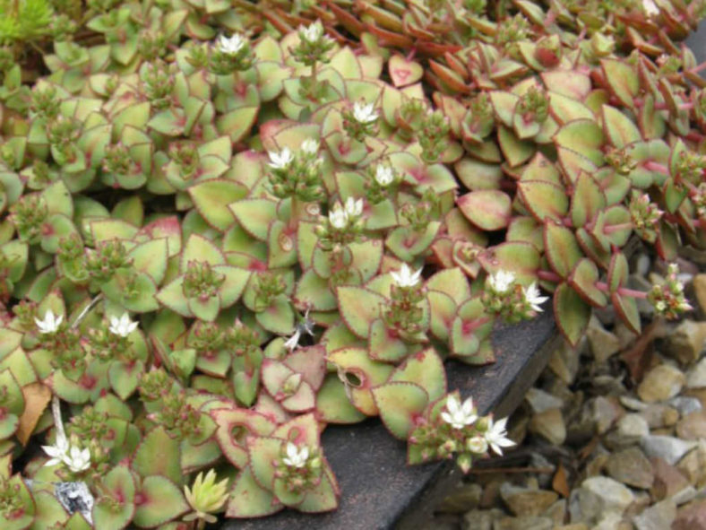 Crassula pellucida subsp. marginalis