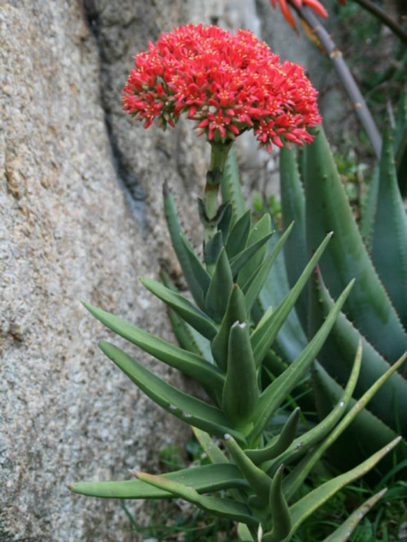 Crassula perfoliata var. coccinea