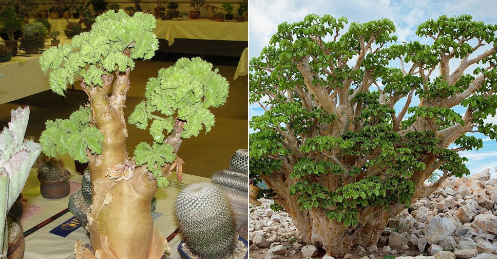 Cyphostemma uter | World of Succulents