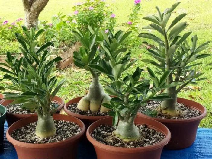 Propagate Desert Rose (Adenium obesum)