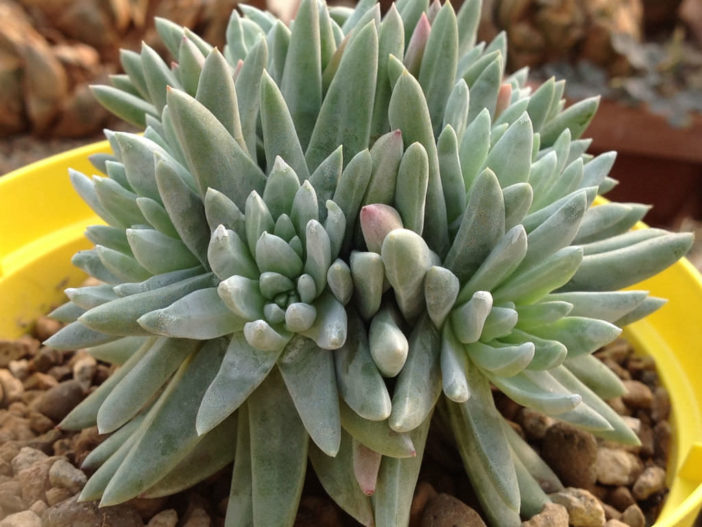 Dudleya greenei (Greene's Liveforever)