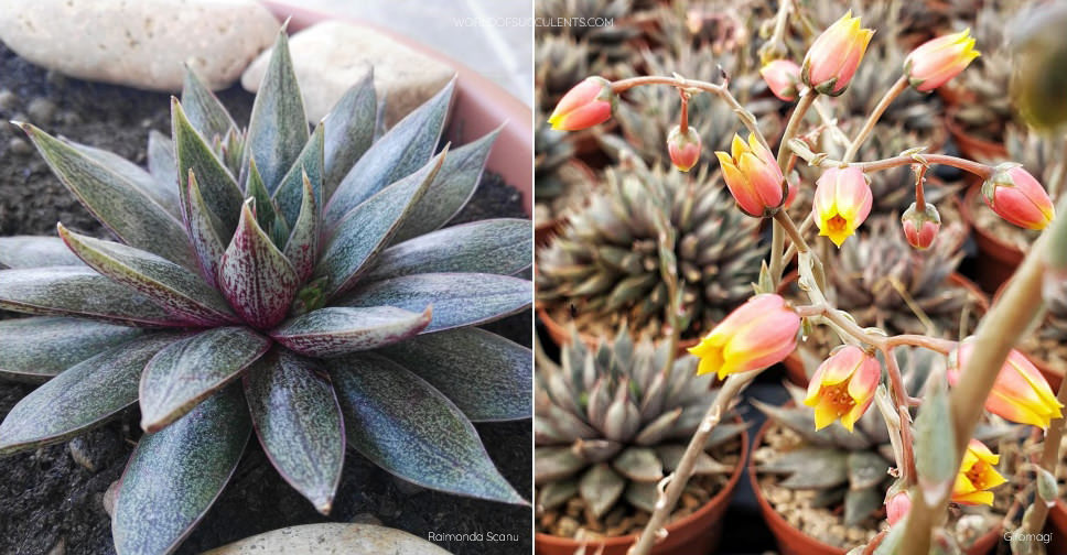 cactus san pedro #EC377 EXACT Trichocereus Hybrid Seedling Mixed 6 Pack of Cactus 3-5