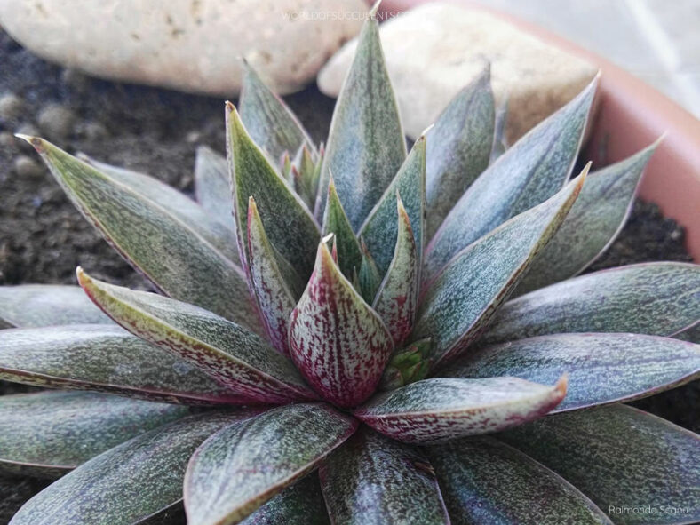 Echeveria 'Belle Etoile'