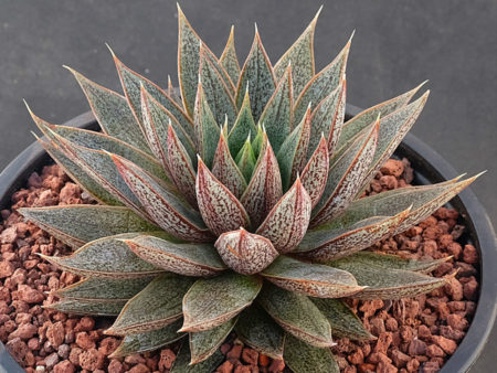 Echeveria 'Belle Etoile' - World of Succulents