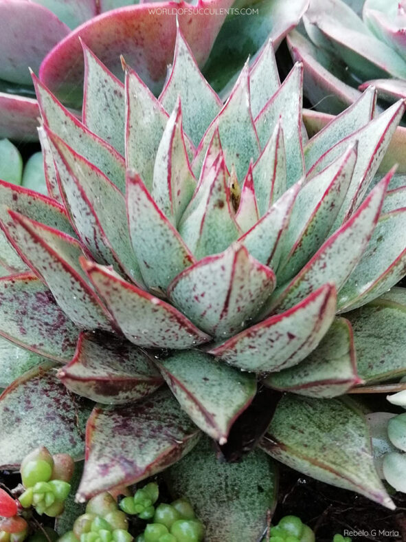 Echeveria 'Belle Etoile'