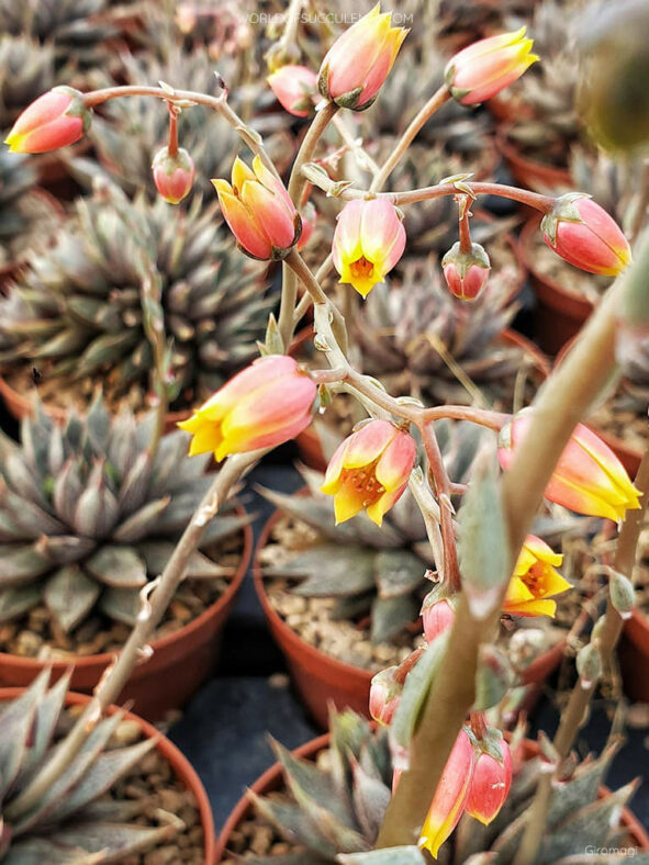 Echeveria 'Belle Etoile'