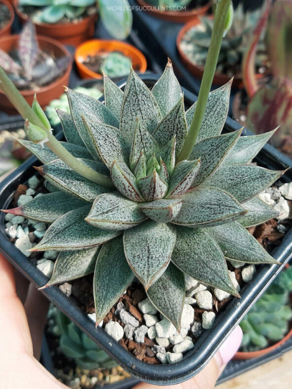 Echeveria 'Belle Etoile'