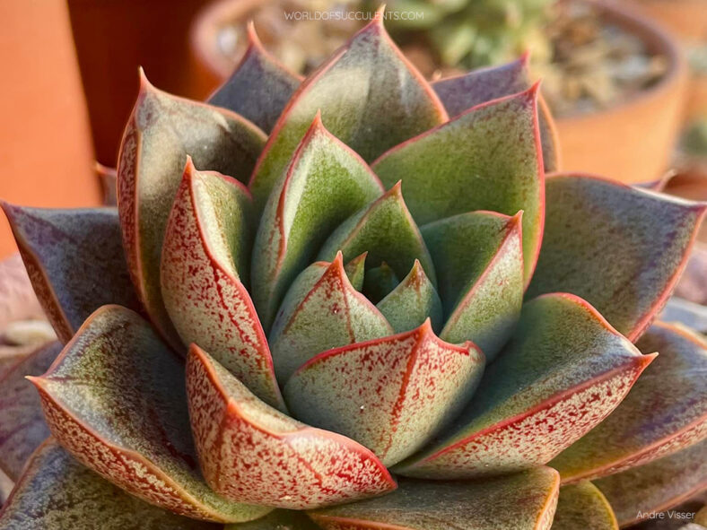 Echeveria 'Dionysos'