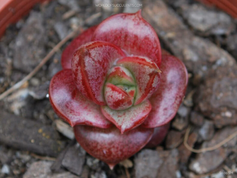 Echeveria 'Dionysos'. Baby plant from a leaf cutting.