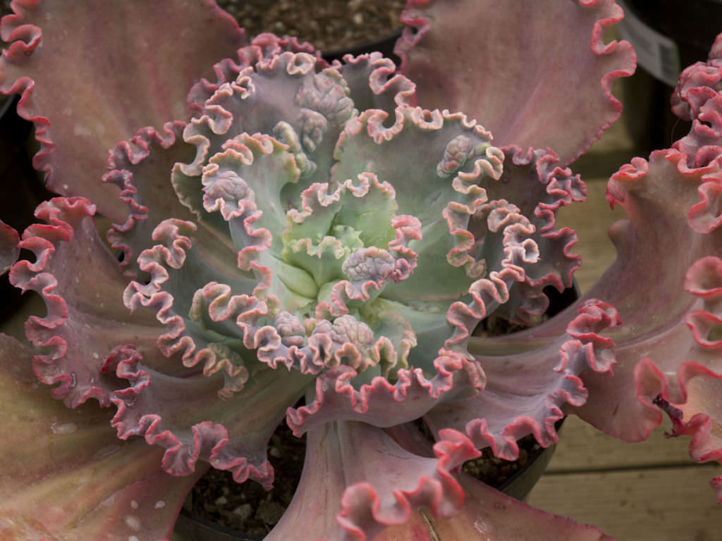 Echeveria Gorgon's Grotto from my personal collection. So