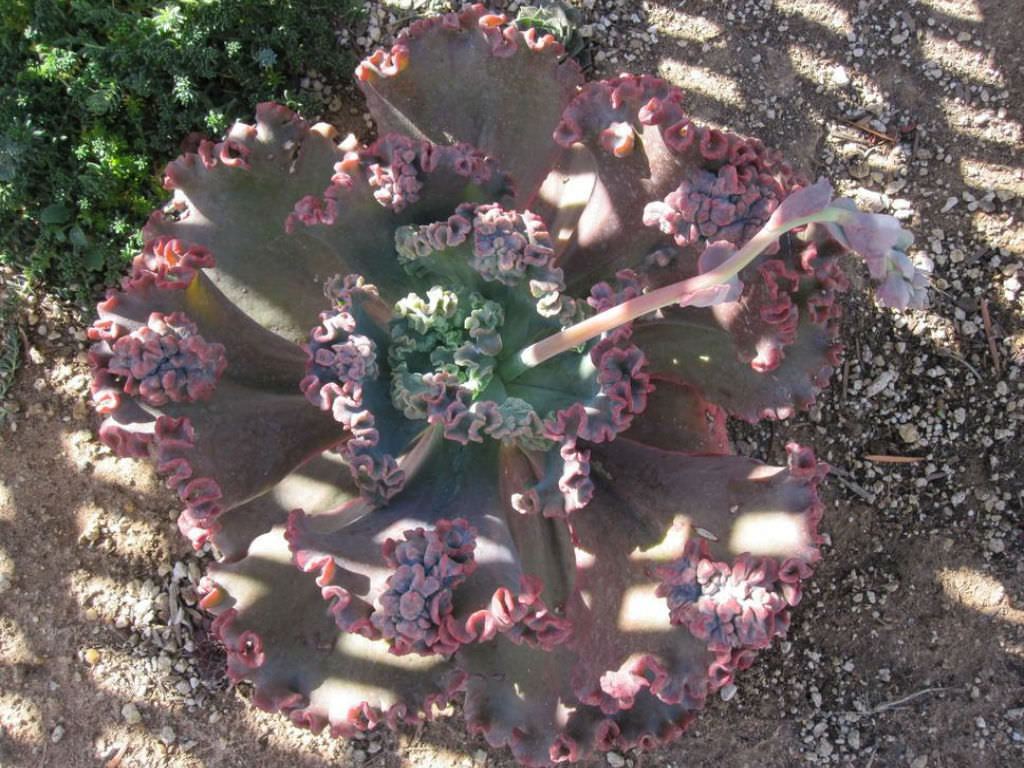 Echeveria Gorgon's Grotto from my personal collection. So