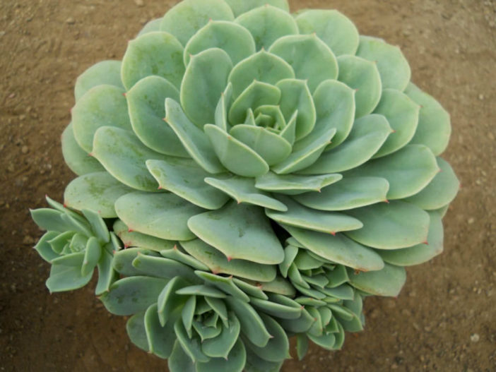 Echeveria 'Green Abalone'