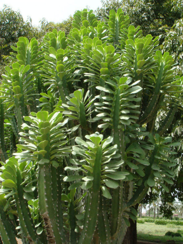 Euphorbia royleana (Sullu Spurge)