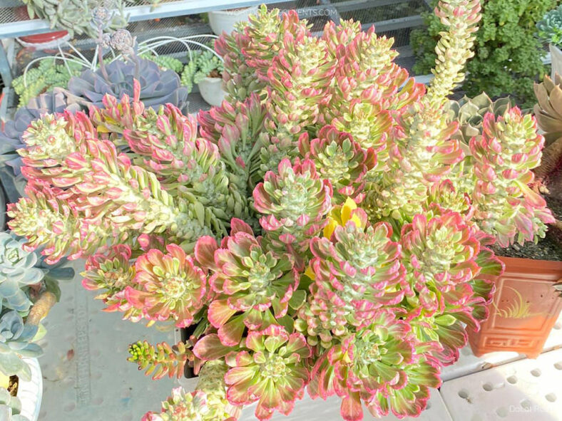 Euphorbia succulenta f. variegata aka Monadenium stapelioides f. variegatum