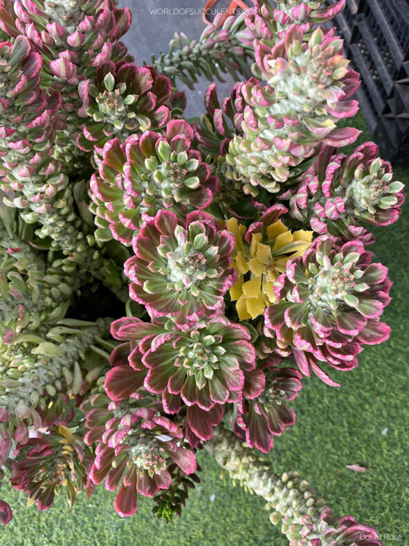 Euphorbia succulenta f. variegata aka Monadenium stapelioides f. variegatum