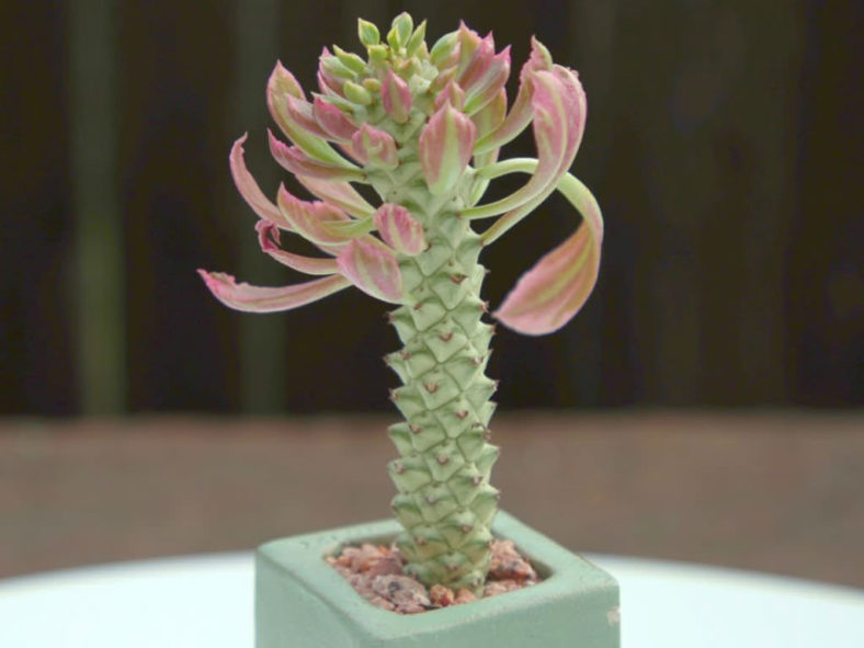 Euphorbia succulenta 'Variegata' aka Monadenium succulentum 'Variegatum' or Monadenium stapelioides 'Variegatum'