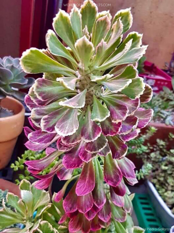 Euphorbia succulenta f. variegata aka Monadenium stapelioides f. variegatum