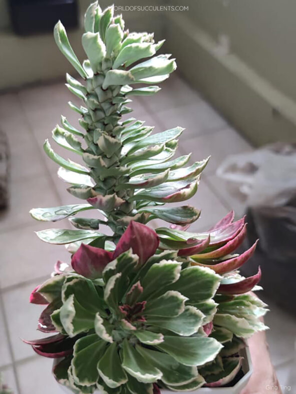Euphorbia succulenta f. variegata aka Monadenium stapelioides f. variegatum