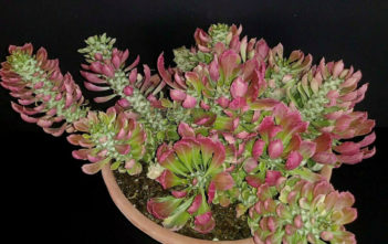 Euphorbia succulenta f. variegata Euphorbia succulenta f. variegata