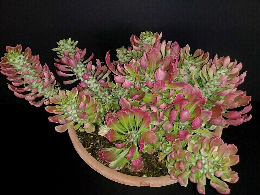 Euphorbia succulenta 'Variegata' - World of Succulents.