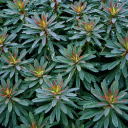 Euphorbia ×martini (Martin's Spurge) - World of Succulents