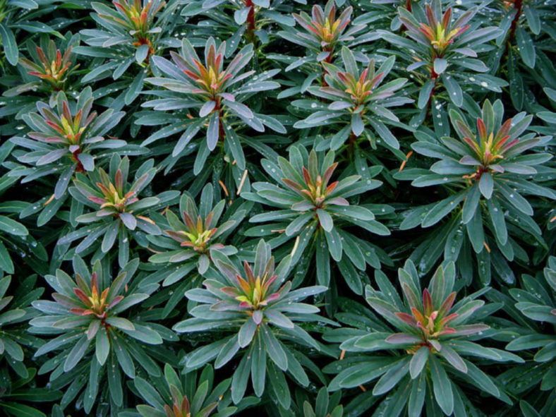 Euphorbia ×martini (Martin's Spurge)