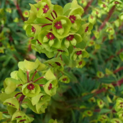 Euphorbia ×martini (Martin's Spurge)