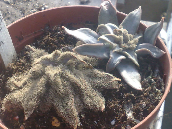 Fungus on Succulents (Grey Mold)