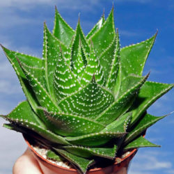 Gasteraloe 'Cosmo' - World of Succulents