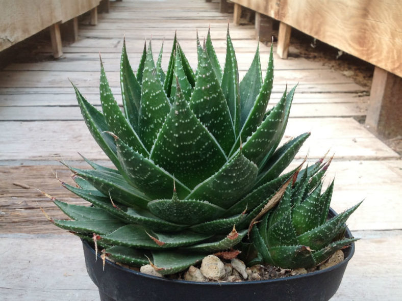 ×Gasteraloe 'Cosmo'