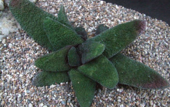 Gasteria batesiana 'Barberton' Gasteria batesiana 'Barberton'