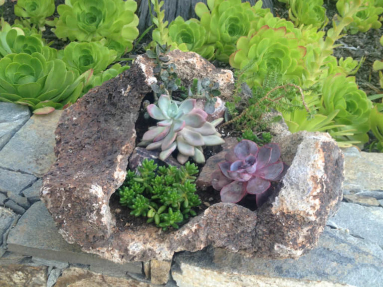Tips for Growing Succulents in Lava Rocks World of Succulents