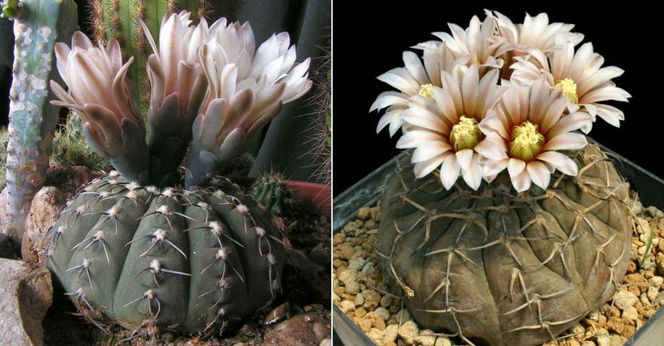 Gymnocalycium stellatum - World of Succulents