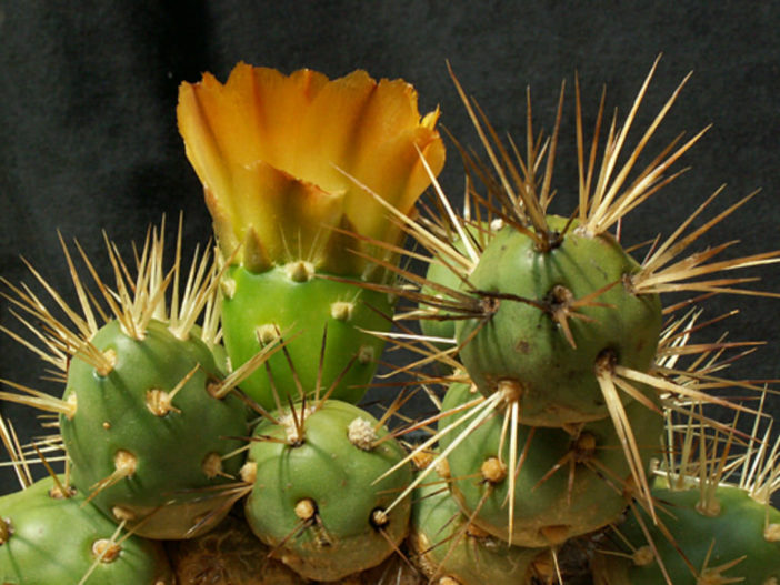 Maihueniopsis darwinii (Darwin's Cactus)