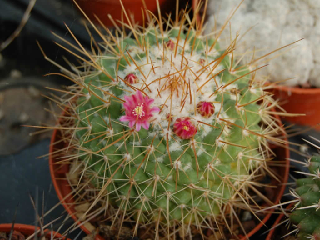 Mammillaria petterssonii - World of Succulents