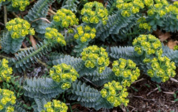 How to Propagate a Myrtle Spurge (Euphorbia myrsinites) Myrtle Spurge (Euphorbia myrsinites)