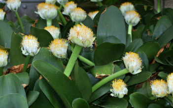 How to Grow and Care for a Paint Brush (Haemanthus albiflos) Paint Brush (Haemanthus albiflos)