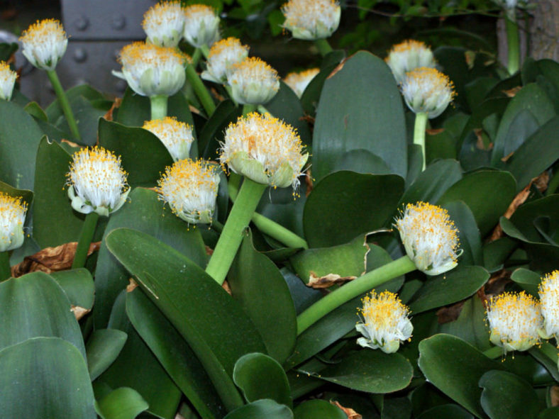 paintbrush plant alberta