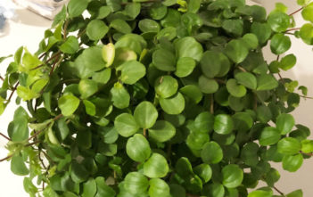 Peperomia rotundifolia (Round Leaf Peperomia) Peperomia rotundifolia (Round Leaf Peperomia)
