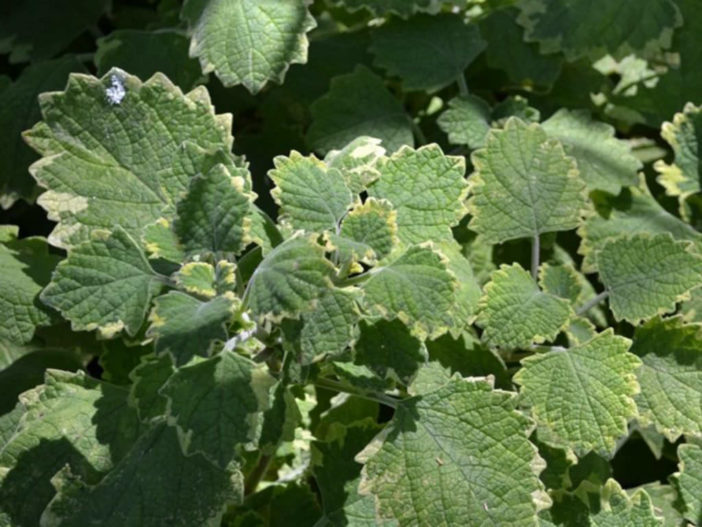 Plectranthus Hadiensis Hairy Spurflower World Of Succulents