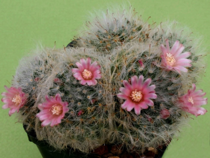 Powder Puff Cactus (Mammillaria bocasana)