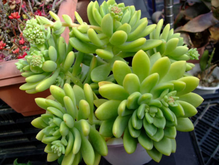 Sedum Alice Evans World Of Succulents