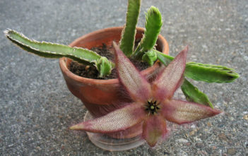 Stapelia gettleffii Stapelia gettleffii