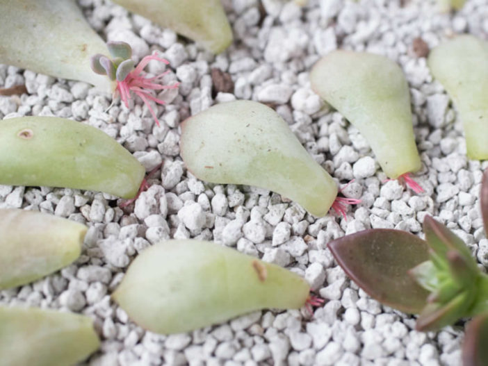 Succulent Leaf Cuttings Only Producing Roots