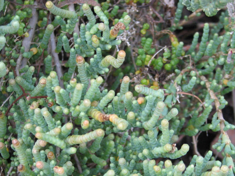 Tecticornia pergranulata (Blackseed Samphire)