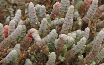 Tecticornia pergranulata (Blackseed Samphire) Tecticornia pergranulata (Blackseed Samphire)