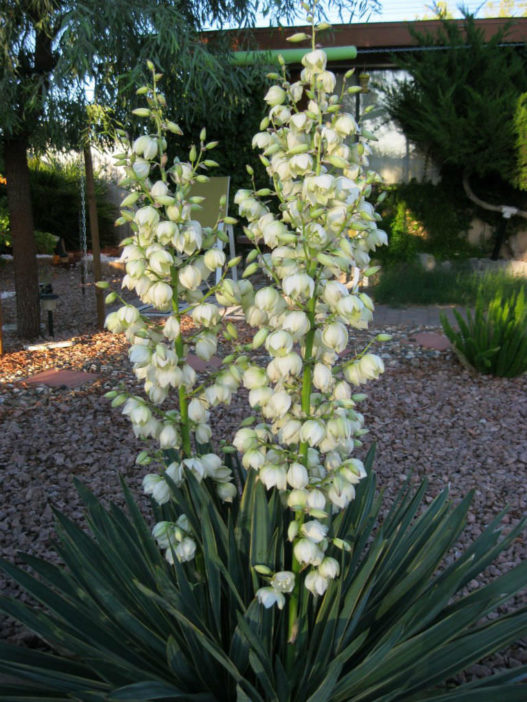 Yucca aloifolia (Spanish Bayonet) - World of Succulents